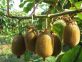 DEROGA BION ACTINIDIA