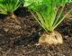 DEROGA TANARIS BEET 2026