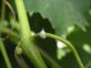 EFFICON COCCINIGLIA VITE